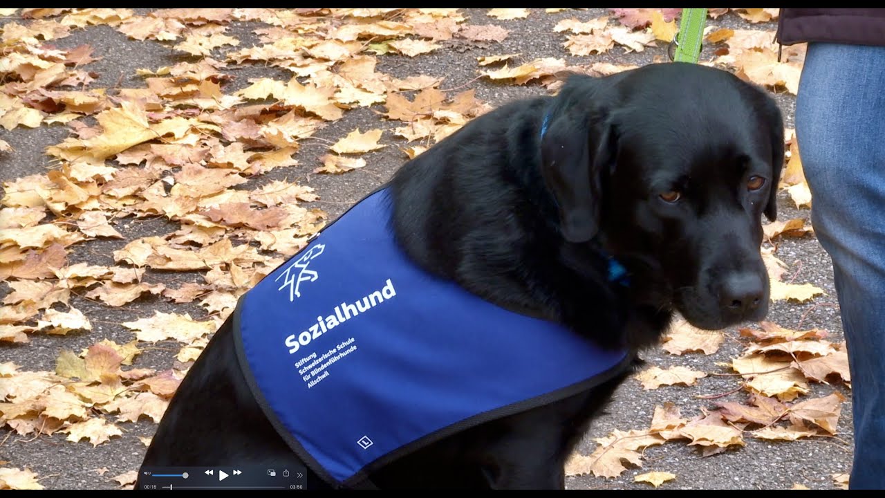 Die Sozialhündin Falina an der Aescher Primarschule - Birsstadt-TV Aesch