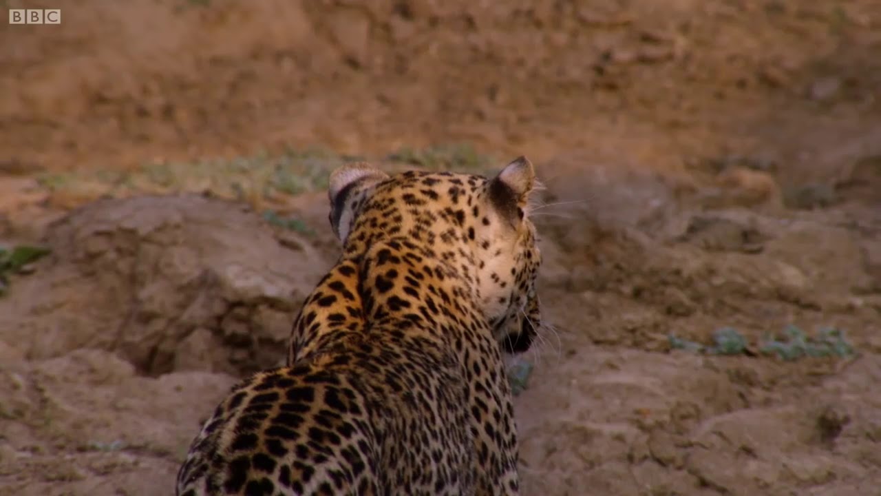 Impala Miraculously Escapes Jaws Of Leopard   The Hunt   mysafari.app