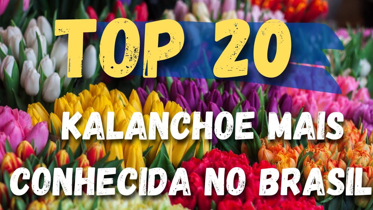 20 TIPOS DE KALANCHOE PARA IDENTIFICA&Ccedil;&Atilde;O