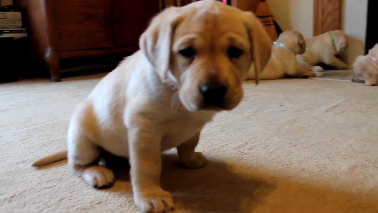 Yellow Labrador Retriever Puppies playing 6 weeks CUTE explosion (Buc~A~Buc Farm)