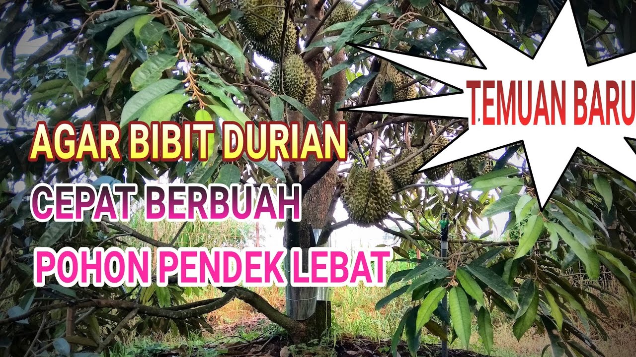 AGAR BIBIT DURIAN CEPAT BERBUAH POHON PENDEK BUAH LEBAT.