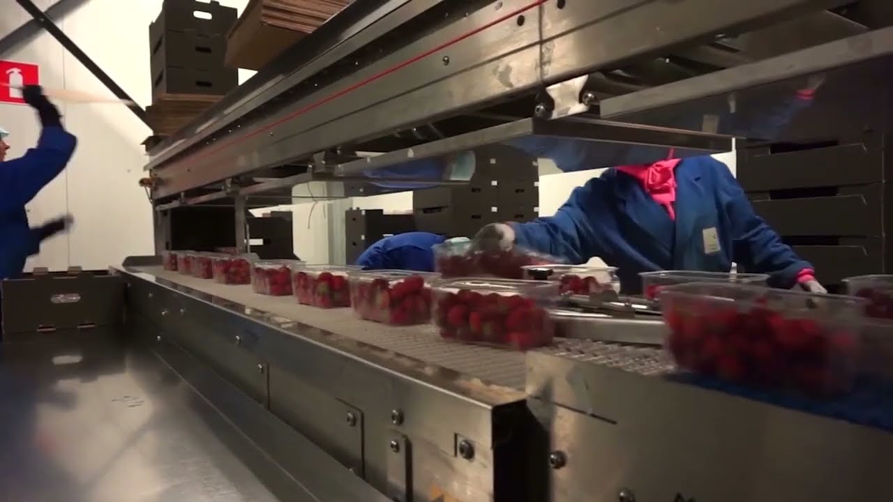 🍓 Strawberry Packing Line by MARCO