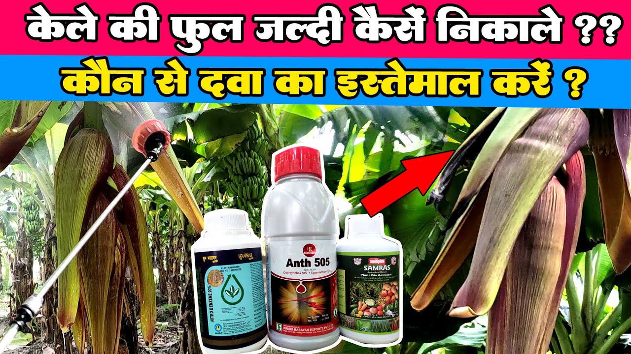 केले में फूल नहीं निकल रहा है तो ये जरूर करे | ये दवा डालते ही | G-9 Variety Banana Farming Up ❤