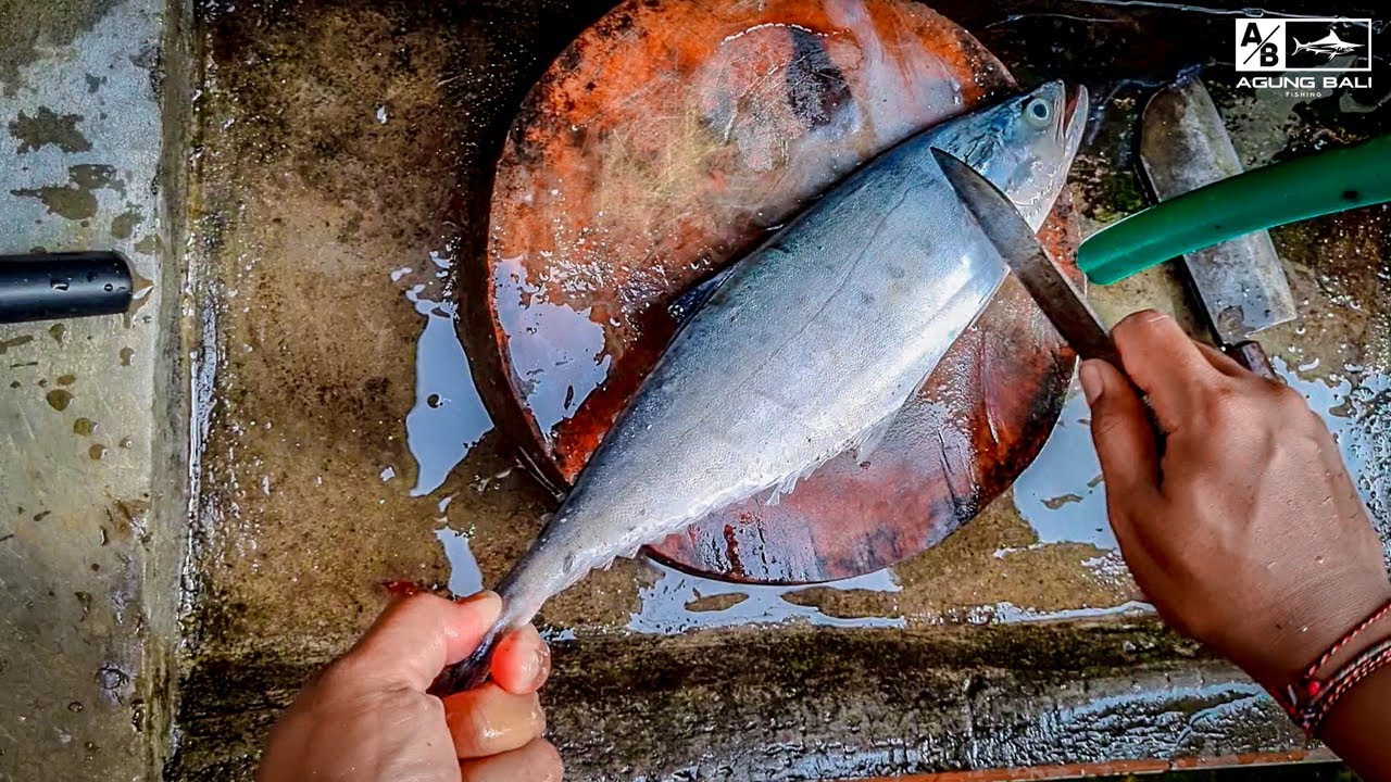 CARA MEMBERSIHKAN RATU IKAN QUEENFISHING