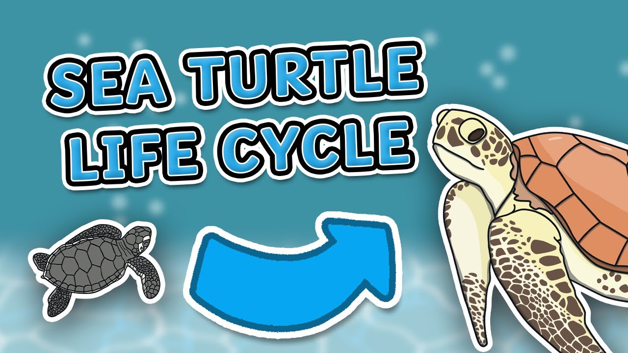 All About Sea Turtles for Kids! | The Life Cycle of a Sea Turtle | Sea Turtle Facts