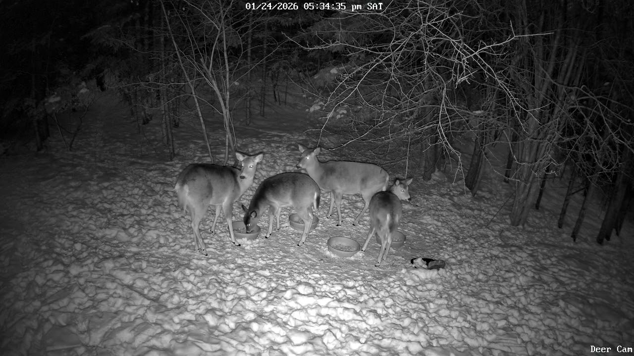 White Tail Deer eating 1-24-2026 5 PM