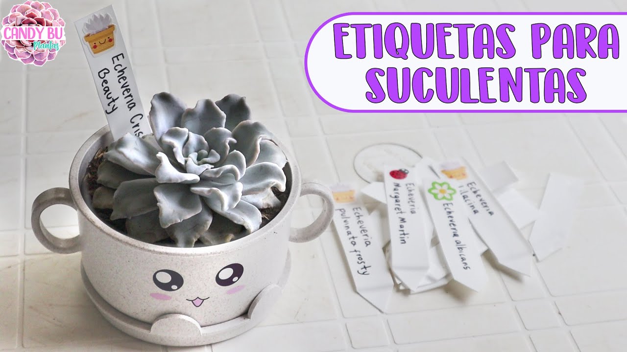 Cómo hacer etiquetas para marcar las suculentas con sus nombres RECICLANDO │Candy Bu