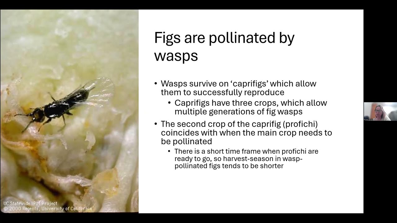 UCCE Fig Webinar Recording