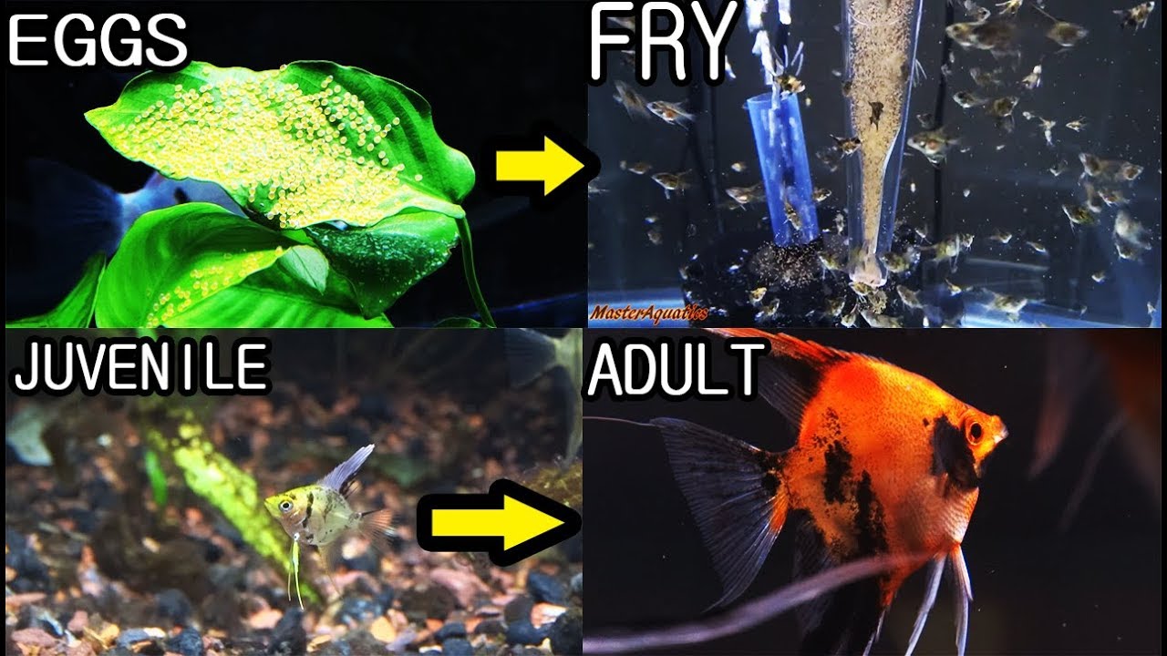 The life cycle of angelfish. From eggs, to fry, to juvenile, to adults.