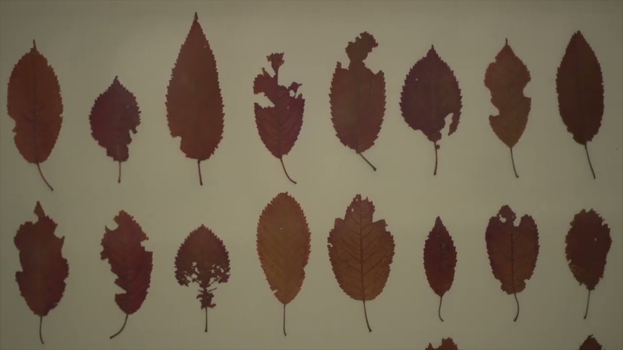 herman de vries. 70 jaar de natuur als kunstwerk