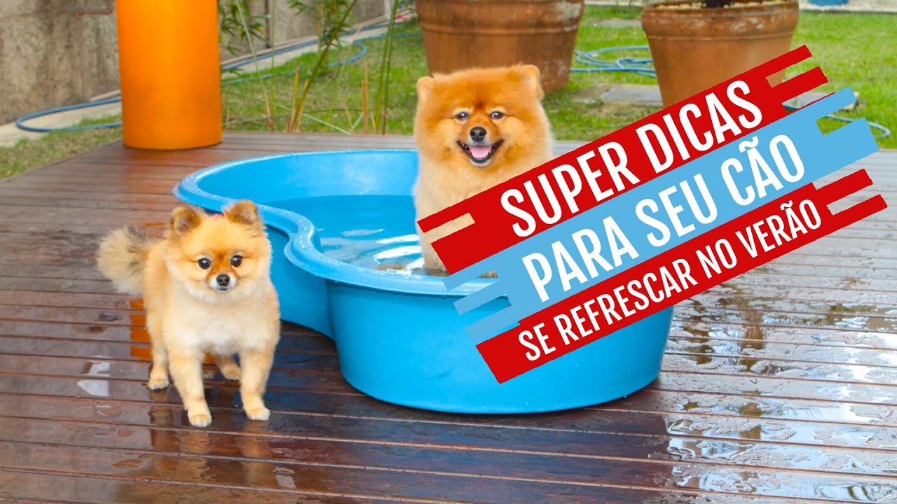 SUPER DICAS PARA SEU FIEL AMIGO SE REFRESCAR NO CALOR