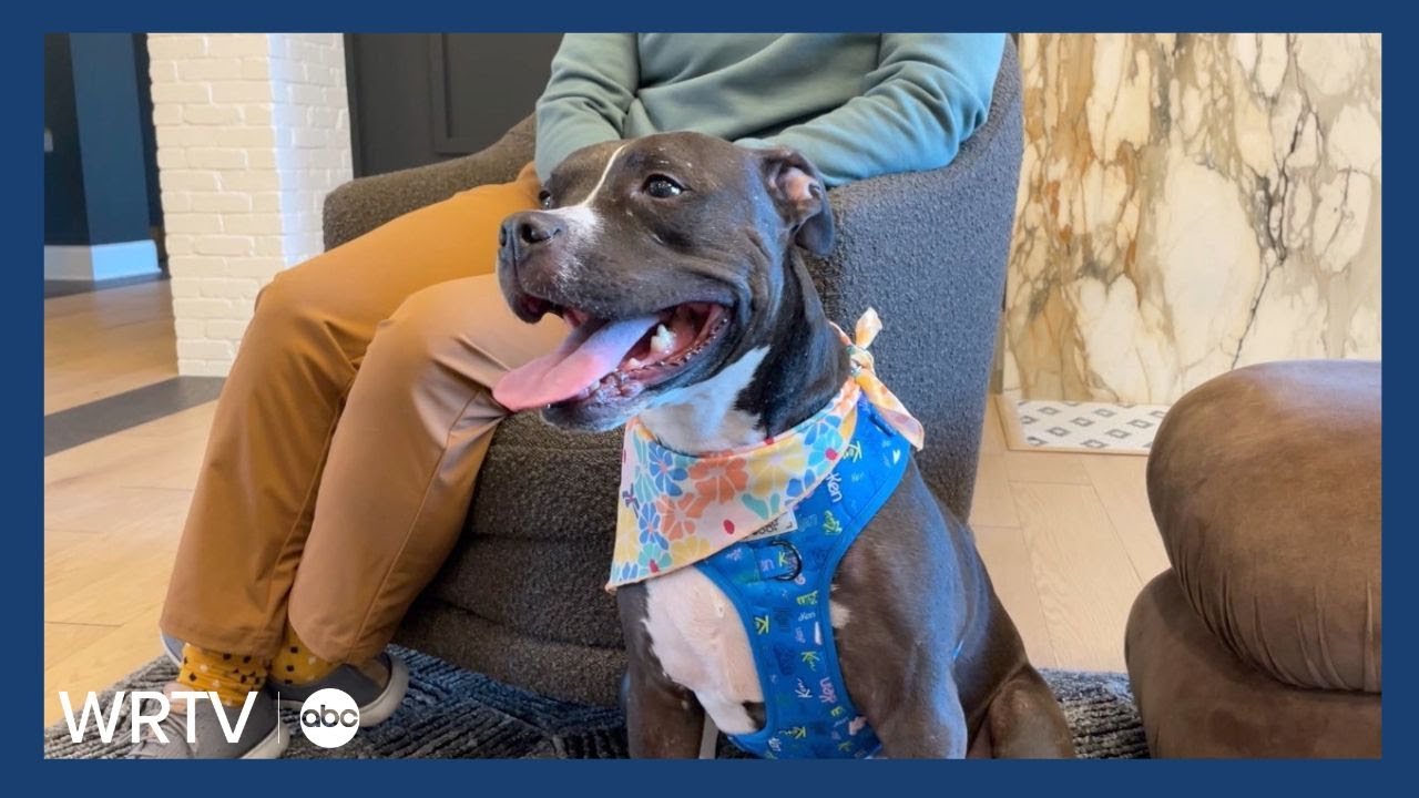 Hamilton County Humane Society working to change perceptions of pitbull breed