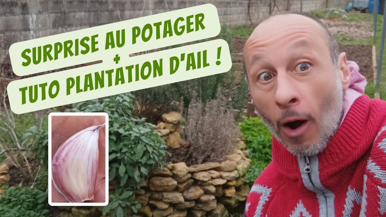 Tuto Plantation Ail Rose + surprise !