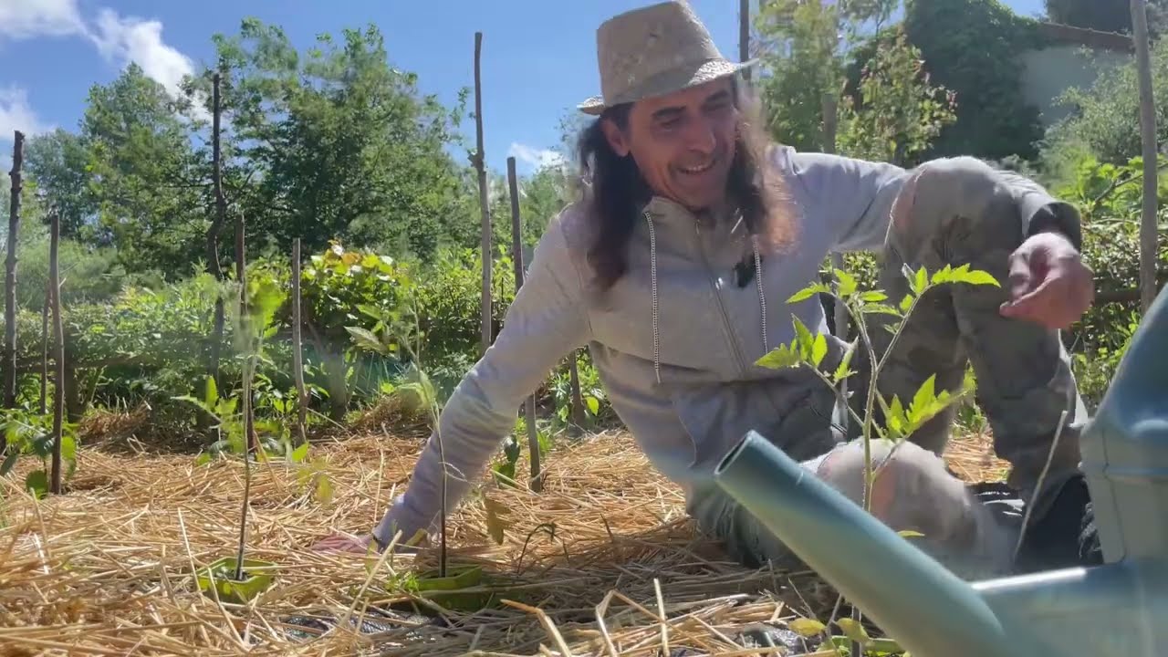 Lundi des tomates, mardi des tomates, mercredi…