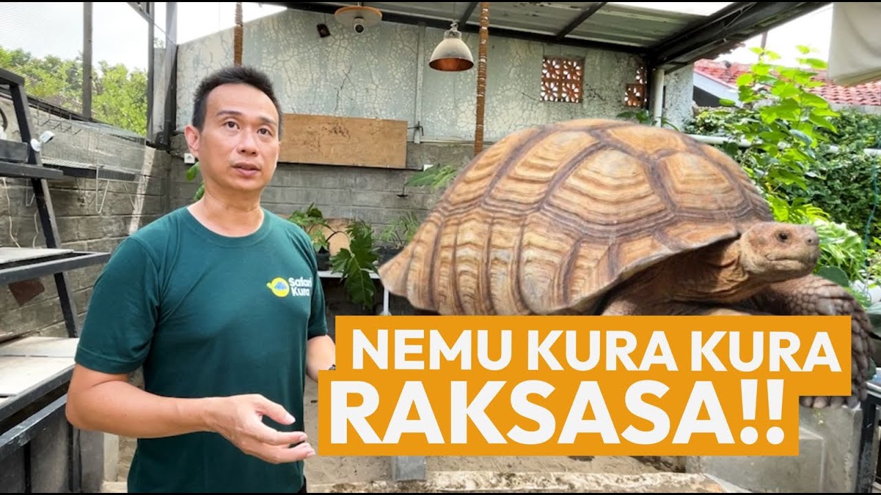 Nemu Kura-Kura Raksasa di Jogja! Ini Fakta Gokil Safari Kura yang Jarang Orang Tau!