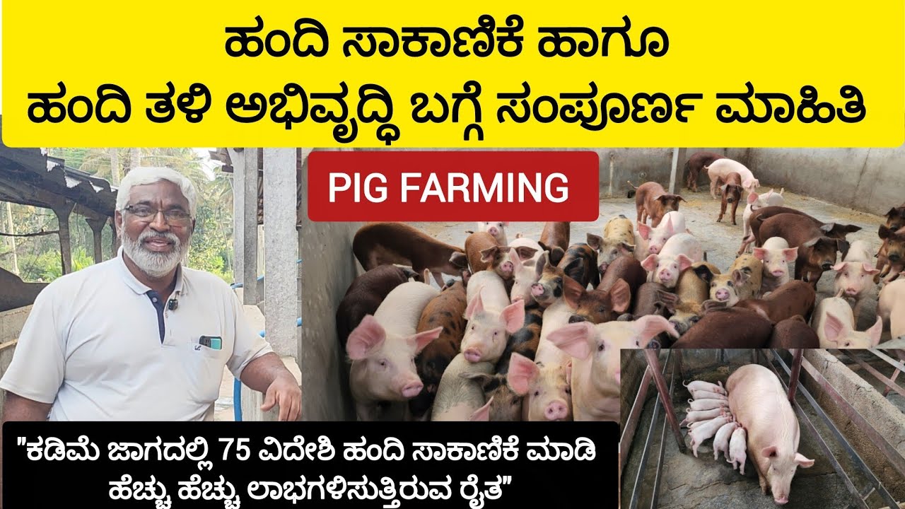 ಹಂದಿ ಸಾಕಾಣಿಕೆ ಬಗ್ಗೆ ಸಂಪೂರ್ಣ ಮಾಹಿತಿ. ರೈತರಿಗೆ ಕಡಿಮೆ ಜಾಗದಲ್ಲಿ ಹೆಚ್ಚು ಲಾಭದಯಕ  #Pig #pigfarming 