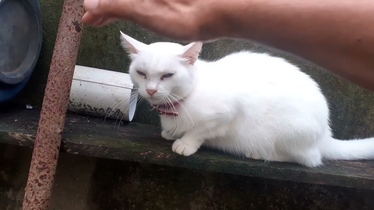 Gatinha Tutty, a dona do pedaço 