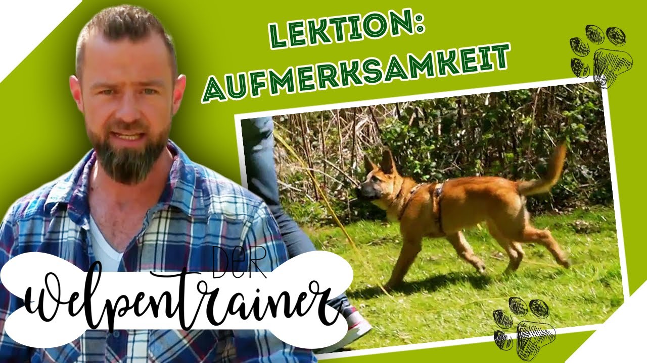 Schau zu mir! 👀 Wie dein Welpe dir mehr Aufmerksamkeit schenkt | Der Welpentrainer | sixx