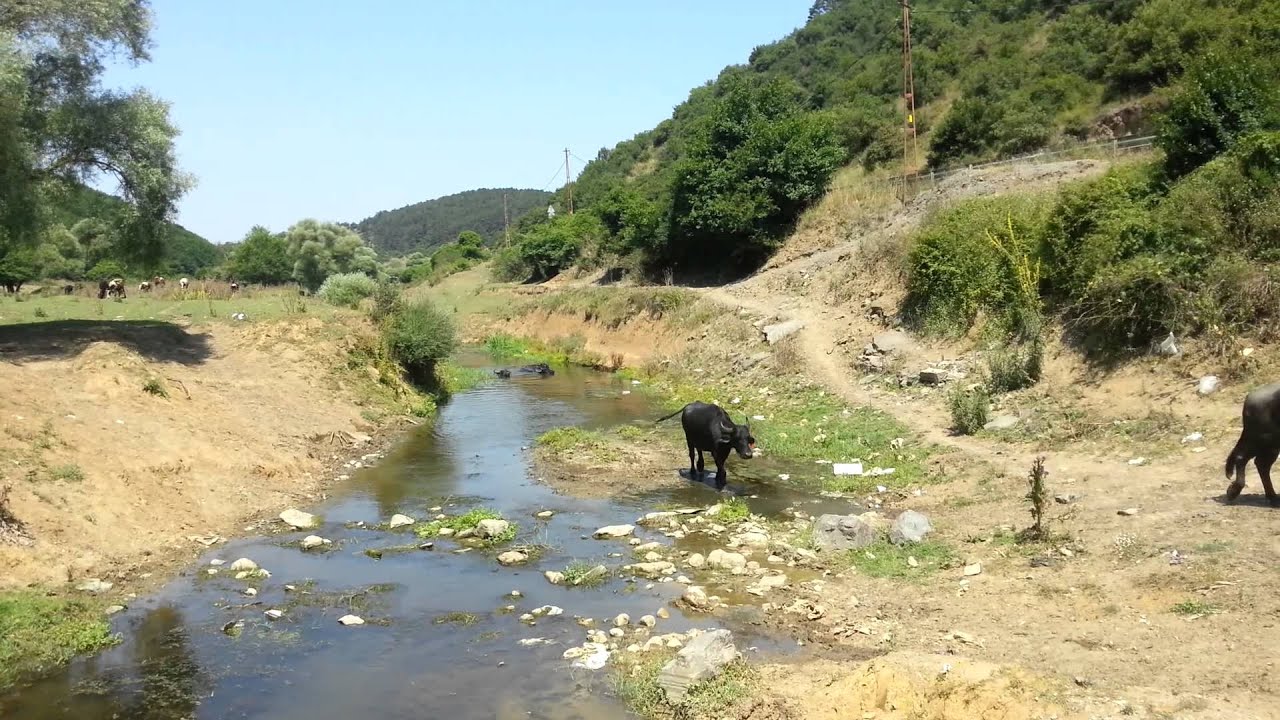 Kemerburgaz pirinçci köyü Asya Mandaları Belgeseli