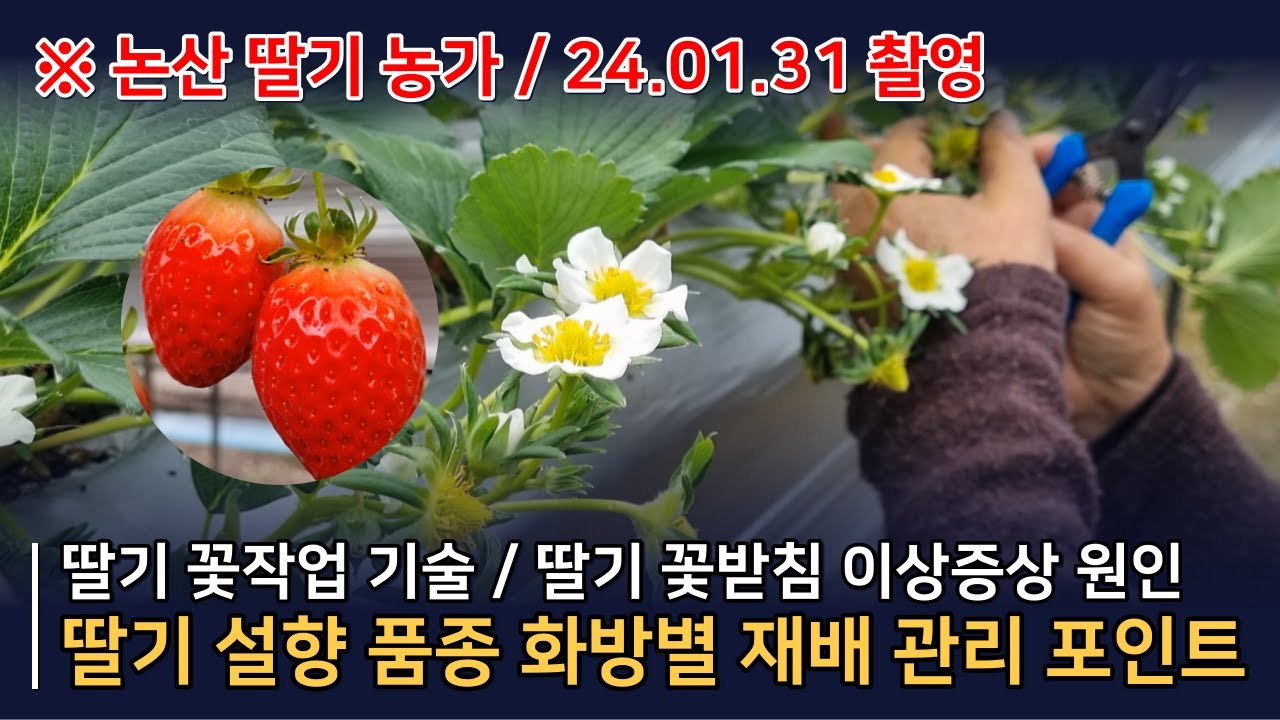 논산 딸기 화방별 재배기술, 딸기 1화방부터, 딸기 꽃작업, 딸기 꽃받침 이상증상까지 설향딸기 재배관리 포인트