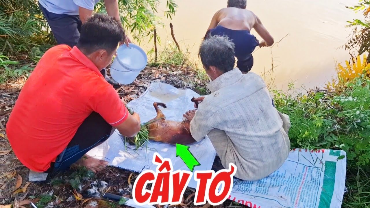 Cách làm món Cầy Tơ cực ngon - Miền Quê Dân Dã
