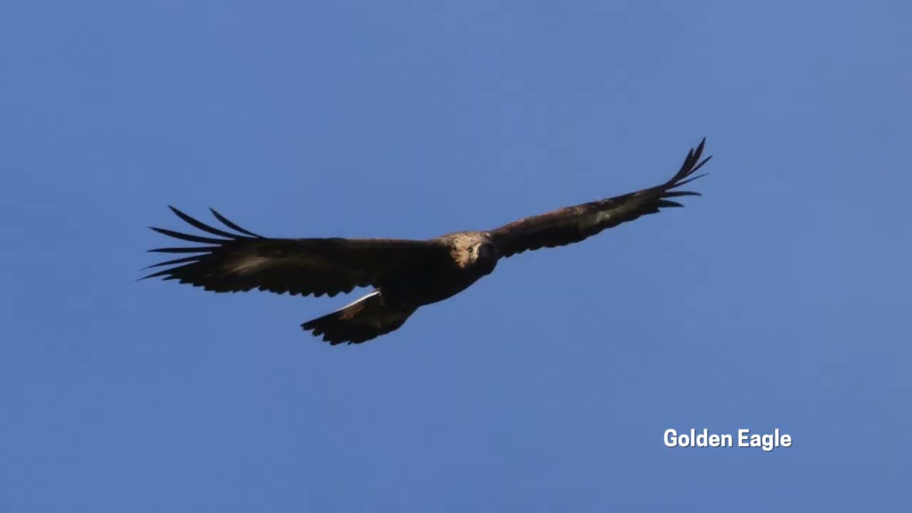 Homestead Albania - December Birds of the Month 2025 #birds