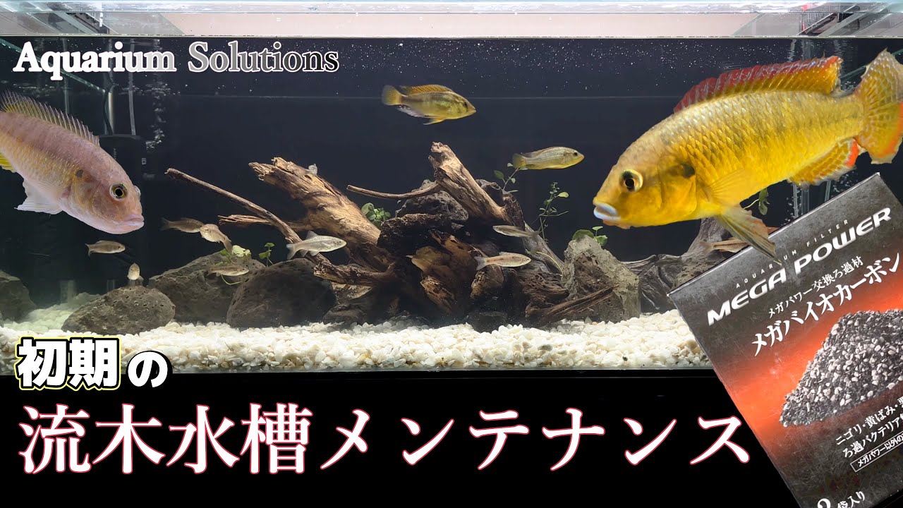 流木レイアウトで黄ばんだ熱帯魚水槽の水をクリアにするには→家にあるもので対応する/活性炭はいろんなアイテムに入っている【アクアリウムメンテナンス】