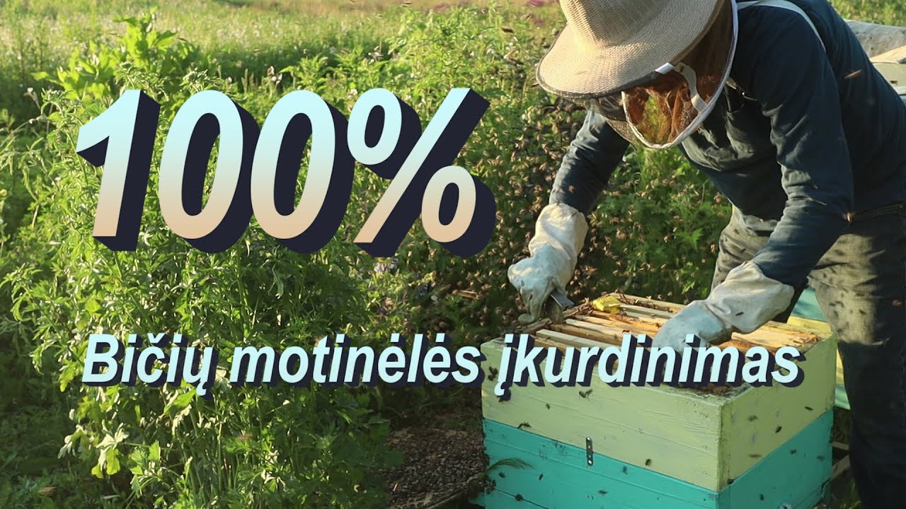 „Bičių motinėlės įkurdinimas“