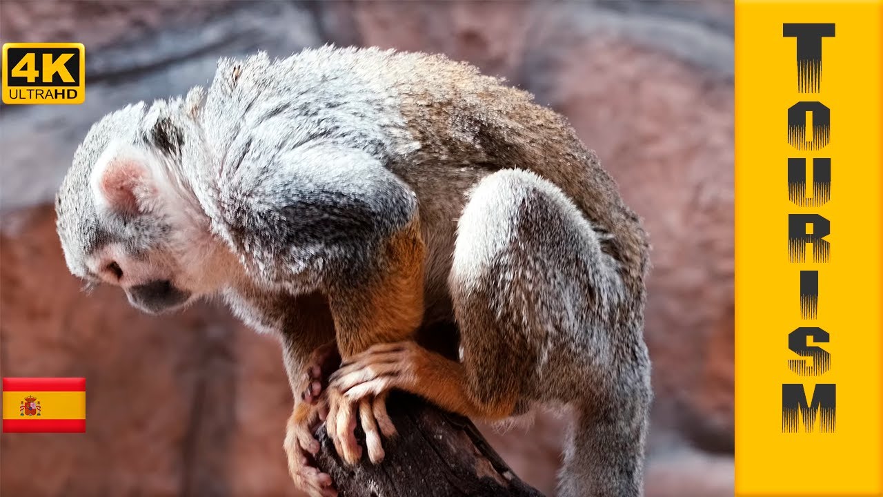 Парк обезьян (Monkey park) - контактный зоопарк на Тенерифе | Канарские острова | Испания