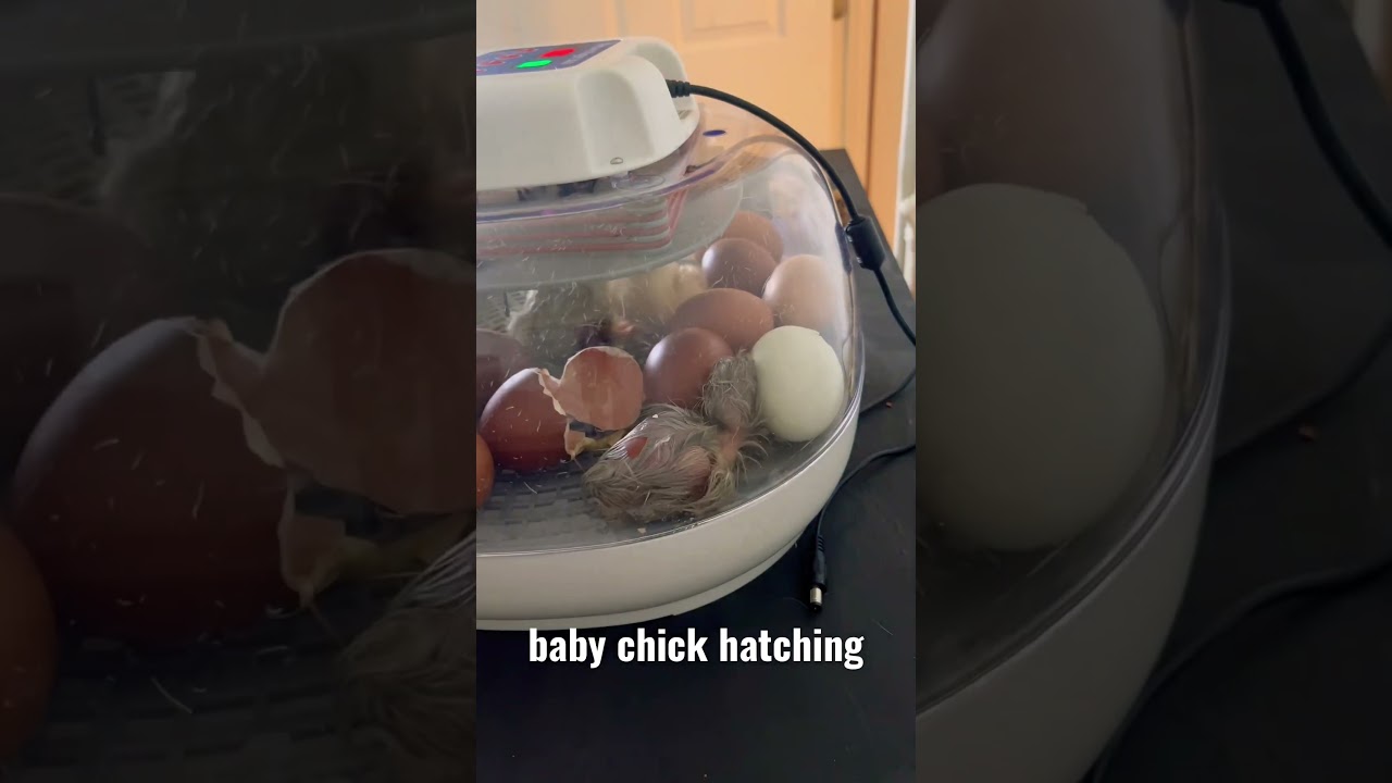 Baby chick hatching #shorts