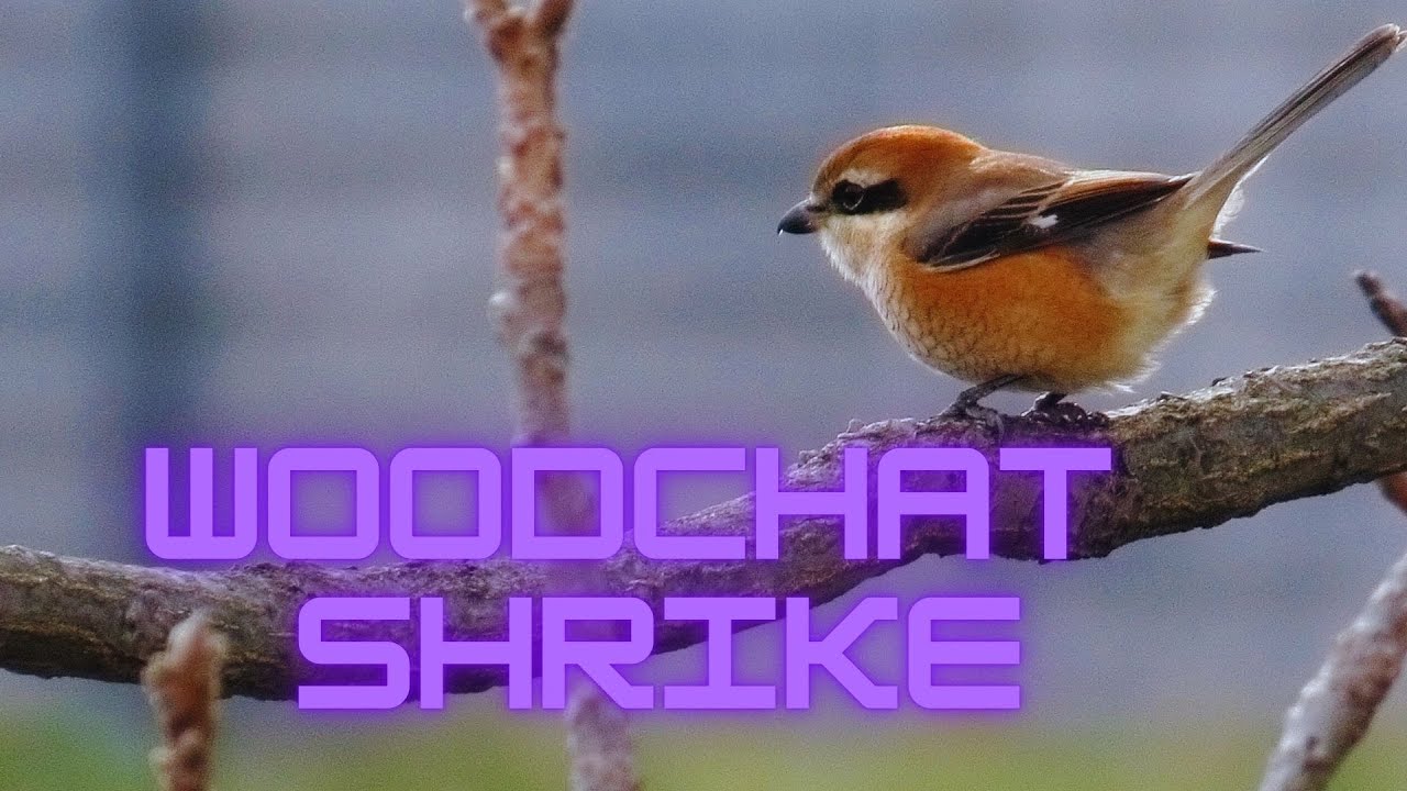 Woodchat Shrike – The Striking Songbird with a Fiery Crown