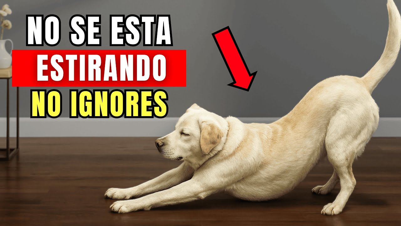 Si tu perro hace ESTO frente a ti, esto es lo que de verdad quiere decirte
