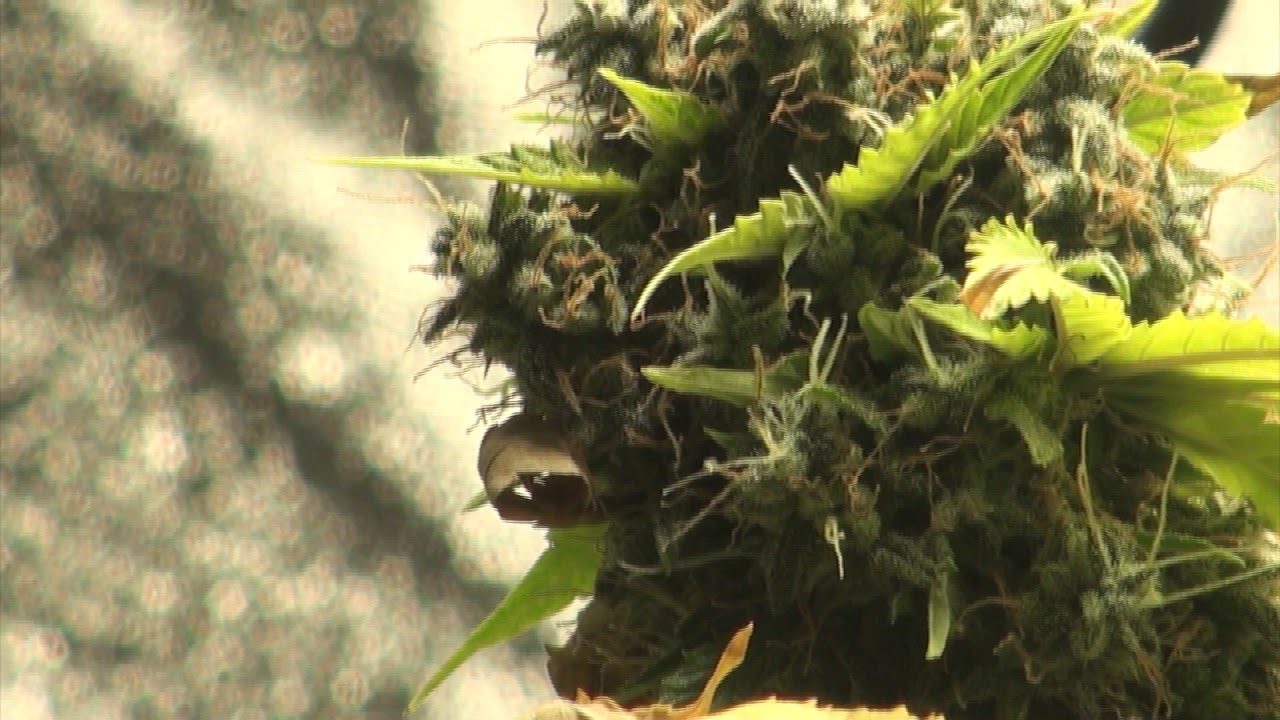 lemon og haze autoflower love