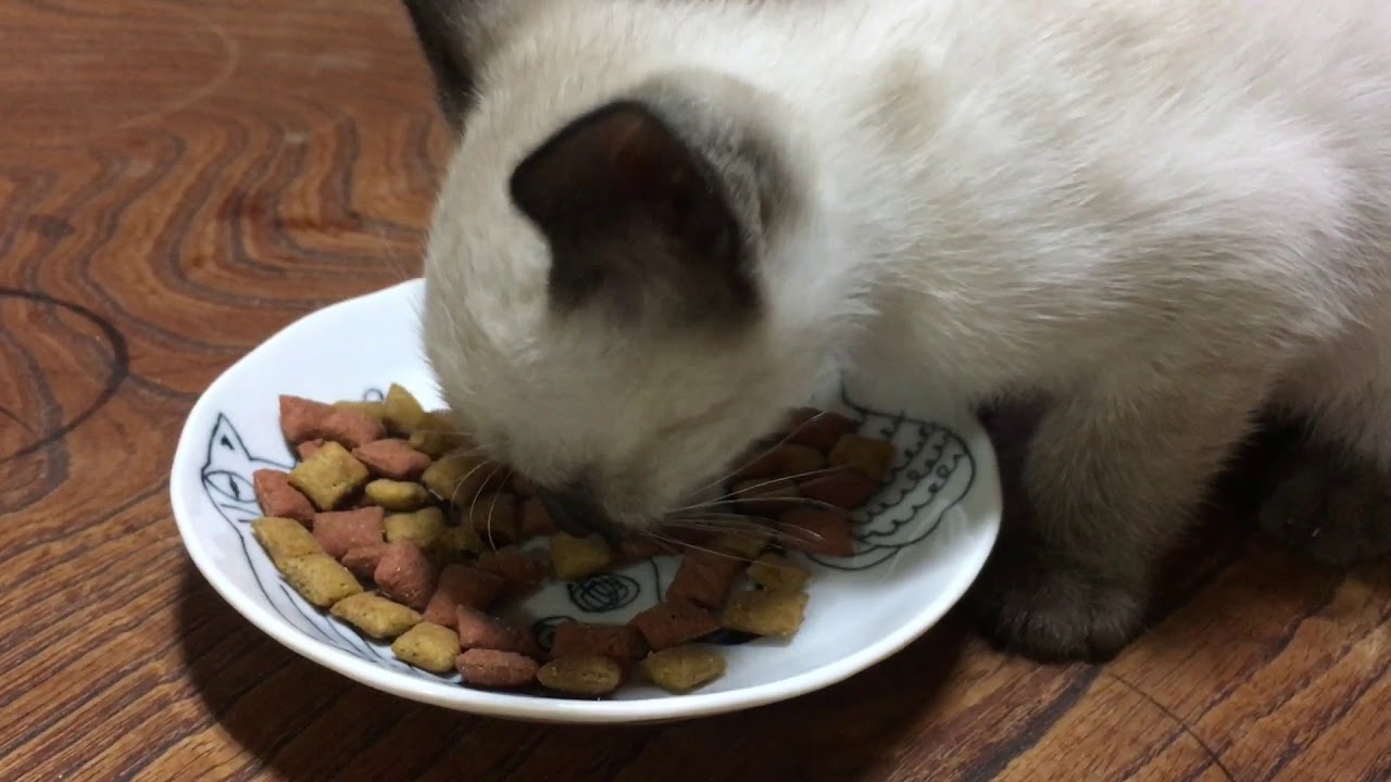 子猫にシーバを与えてみたら がっつき方が凄かった件