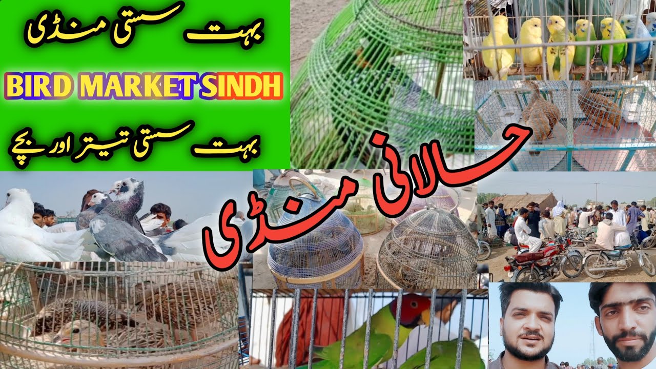 Sindh Kala Teetar ki Mandi Black Francolin Market Birds and pets Market Dakhni Teetar halani mandi