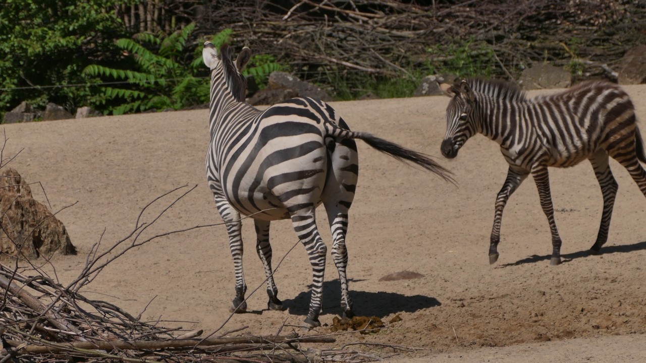 Zebra kotet