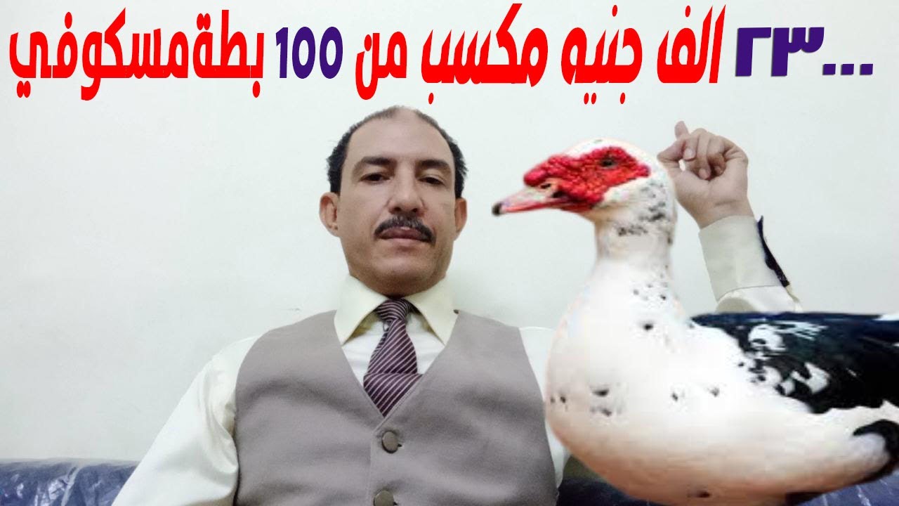🎯 مشروع بـ5000 جنيه يحقق ربح 23000الف جنيه ! دراسة جدوى تربية 100 بطة مسكوفي من البيت