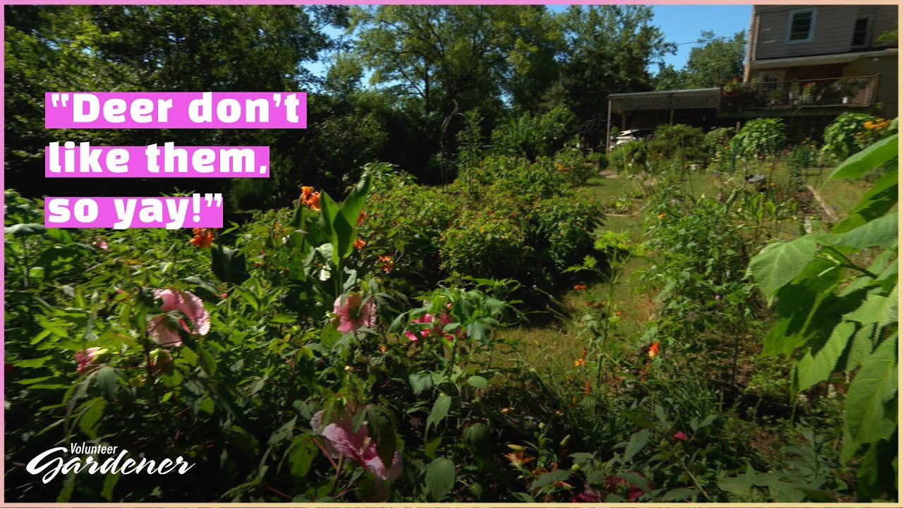 Deer-resistant plant palette | Volunteer Gardener
