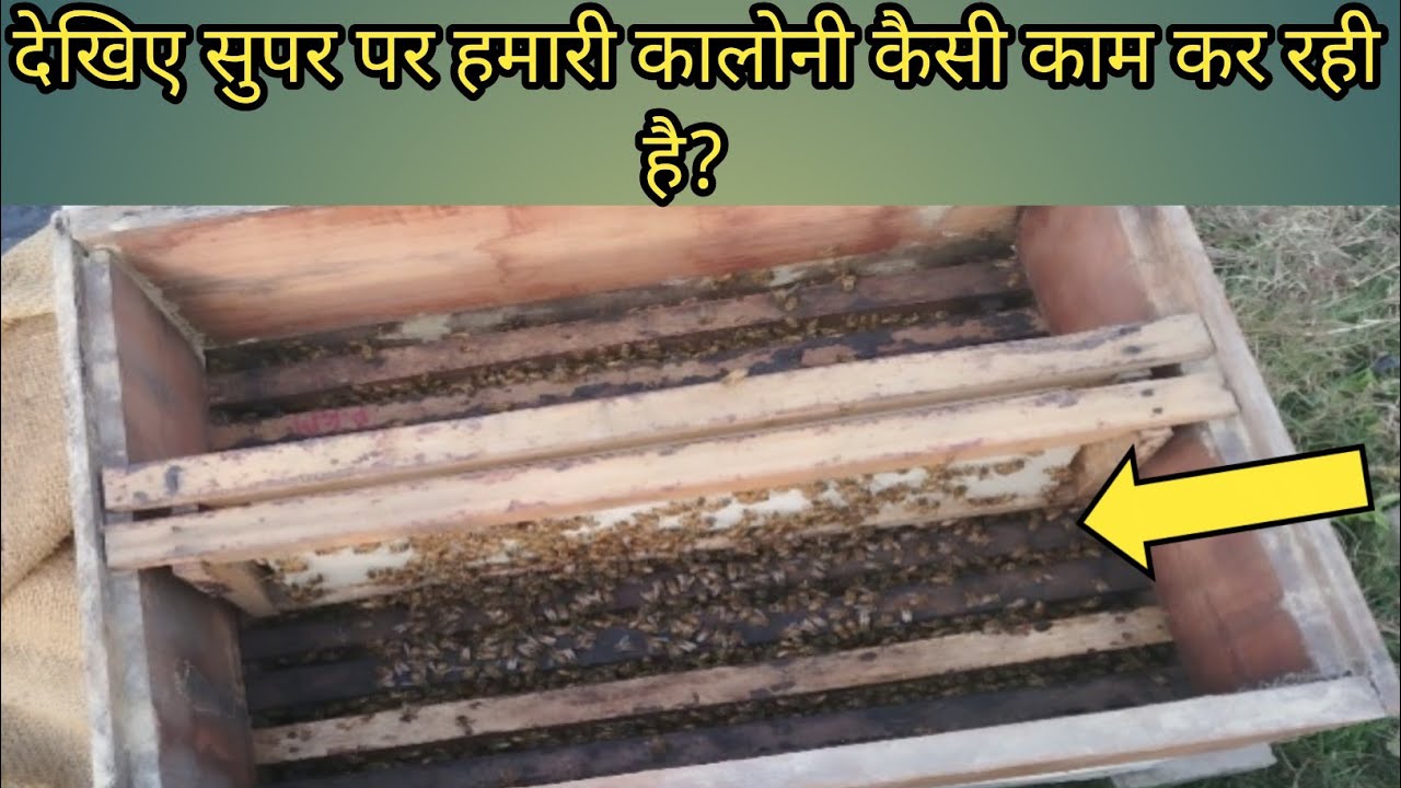 देखिए सुपर पर हमारी कालोनी कैसा काम कर रही है? 