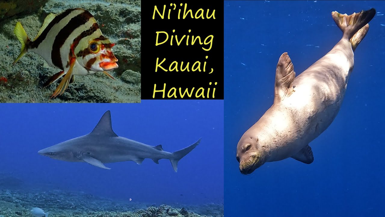 Diving Ni'ihau / Lehua Crater off of Kauai, Hawaii - Vocal monk seals, cruising sharks, rare fish!