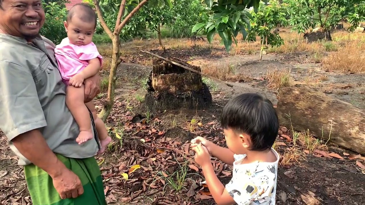 POHON ALPUKAT KITA SUDAH BERBUNGA