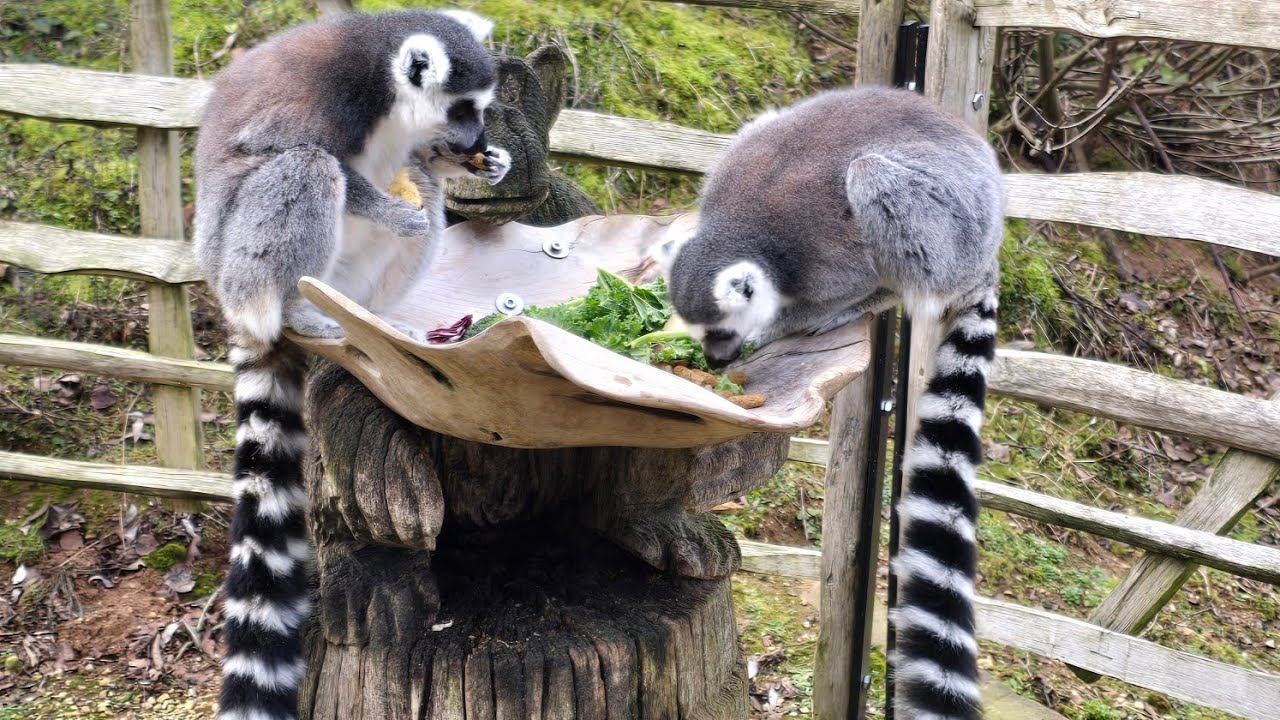 RING-TAILED LEMUR 