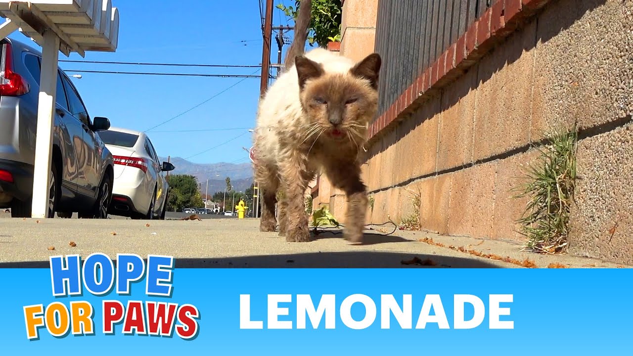 Homeless Siamese cat was so sick he couldn't even clean himself. 🙀