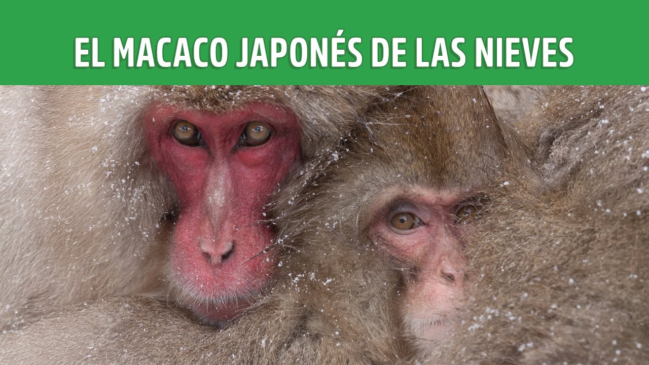 Calor en la nieve: El Macaco Japonés de las Nieves. | PLANETA ANIMAL MX