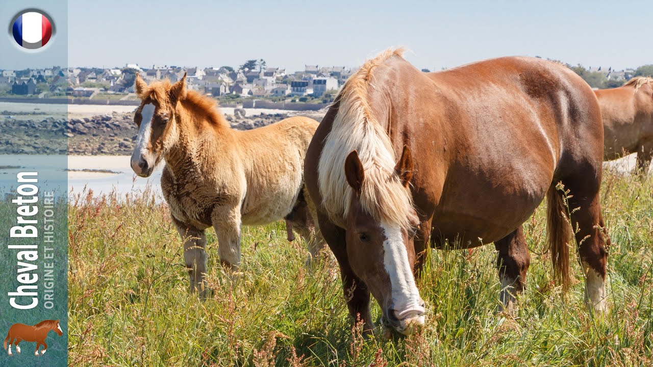 Cheval Breton, les chevaux de trait les plus répandus en France, Origine des races