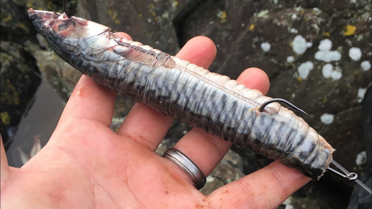 Huss rock fishing! TARGET ACHIEVED!