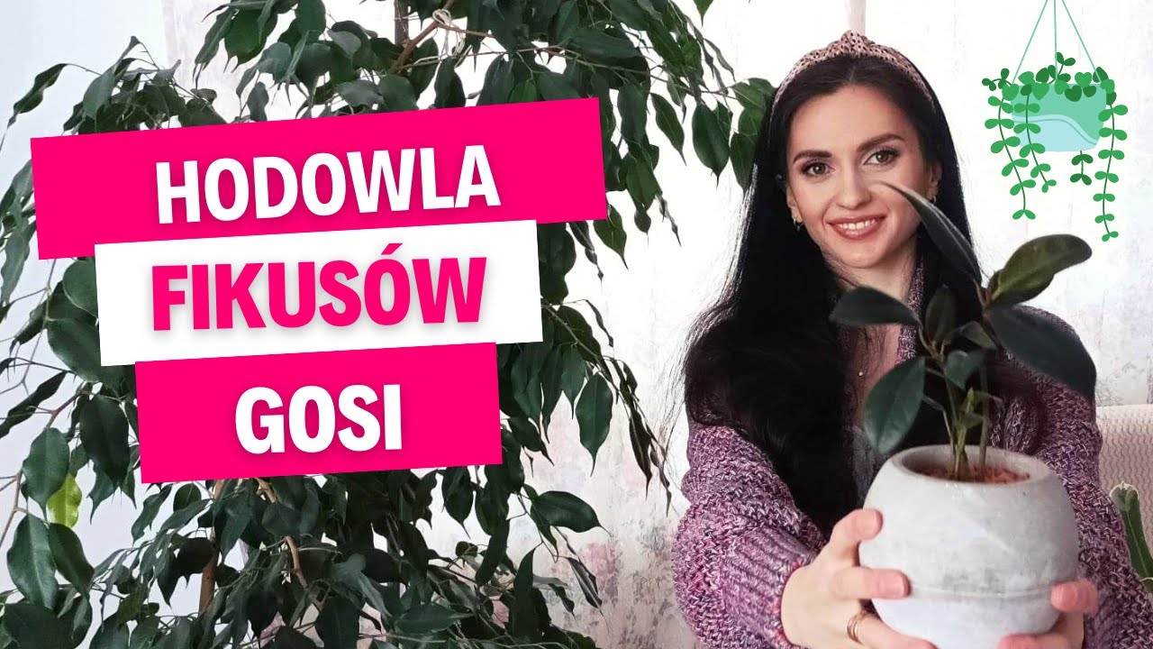 Hodowla fikusów - Roślinki Gosi - Gosia i Miłosz