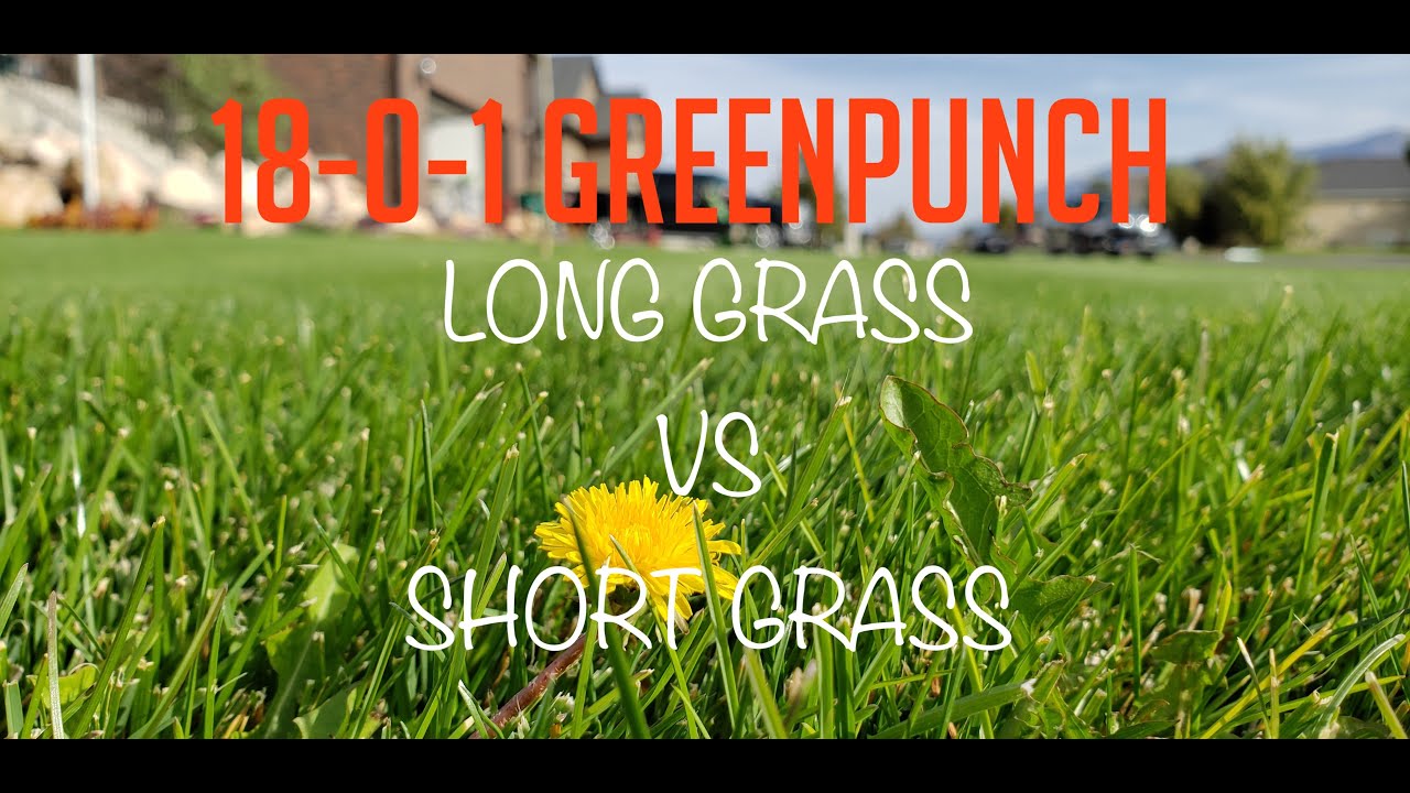 Should you mow your grass short or long? + 18-0-1 Greene Punch | N-ext application
