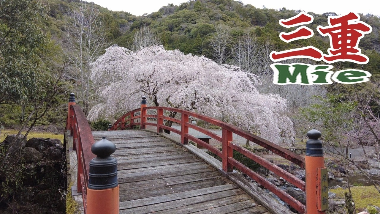 【三重】飯南町・大紀町・大台町の桜🌸 Cherry Blossoms in Iinan, Taiki & Odai | Mie, Japan (2026)