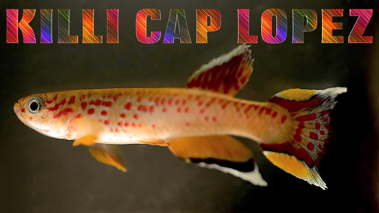Killi Cap Lopez (Floraquatic)